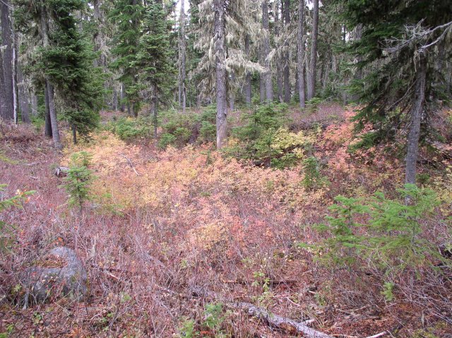 Newton Creek Oct 16 2005 078 